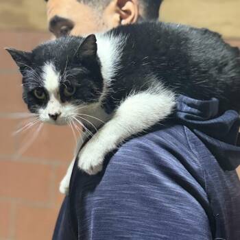 Domestic Short Hair Cats Available for Adoption - Passe | PetCurious