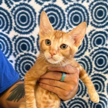 Colonel Meow -  Domestic Short Hair Cat for Adoption in Goleta, California - Colonel Meow | PetCurious
