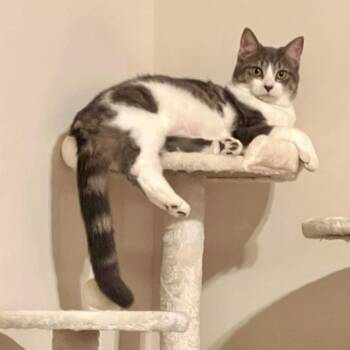 Domestic Short Hair Cats Available for Adoption - Emmy | PetCurious