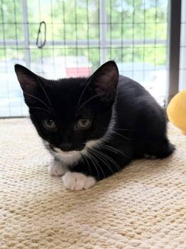 Bobby -  Domestic Short Hair Cat Available for Adoption in Lovingston, Virginia - Bobby | PetCurious
