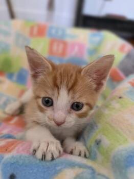 Jubatus -  Domestic Short Hair Cat for Adoption in Meriden, Connecticut - Jubatus | PetCurious