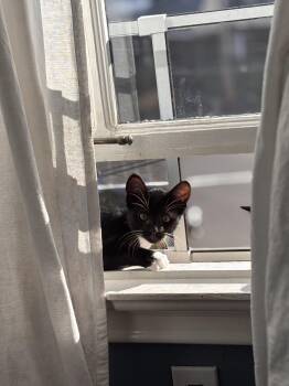 Peter Parker -  Domestic Short Hair Cat for Adoption in Vacaville, California - Peter Parker | PetCurious