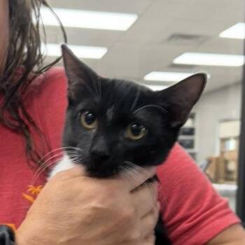 Boston Bean -  Domestic Short Hair Cat for Adoption in Midland, Texas - Boston Bean | PetCurious