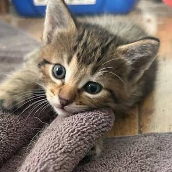 Rescue Tabby Cats for Adoption in Bloomington, Minnesota - Dilly | PetCurious