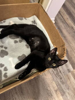 Rescue Domestic Short Hair Cats for Adoption in Mission Viejo, California - Taos | PetCurious