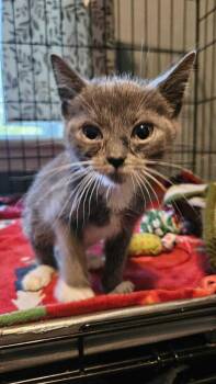 Digiorno -  Domestic Short Hair Cat for Adoption in North Brunswick Township, New Jersey - Digiorno | PetCurious