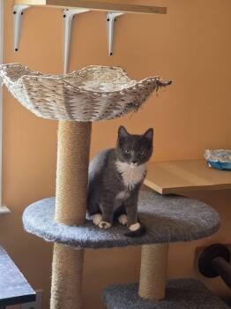 Domestic Short Hair Cats Available for Adoption - Smoky Quartz | PetCurious