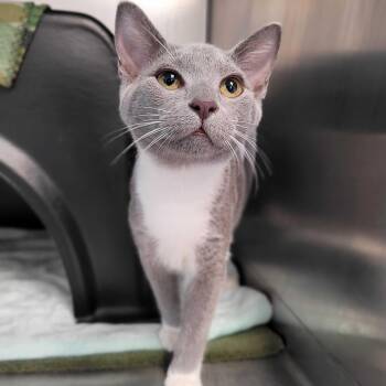 Arya and Lenny (BONDED PAIR) -  Domestic Short Hair Cat Available for Adoption in Nantucket, Massachusetts - Arya And Lenny (BONDED PAIR) | PetCurious