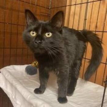 PA - Lenore -  Maine Coon and Domestic Long Hair Cat for Adoption in Hazlet, New Jersey - PA - Lenore | PetCurious