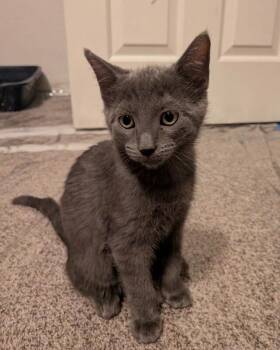 Russian Blue Cats Available for Adoption in Anthem, Arizona - Avalanche (Ava) Stanley Cup Litter | PetCurious