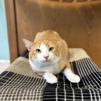 Cheddar Nugget -  Domestic Short Hair Cat for Adoption in Fargo, North Dakota - Cheddar Nugget | PetCurious