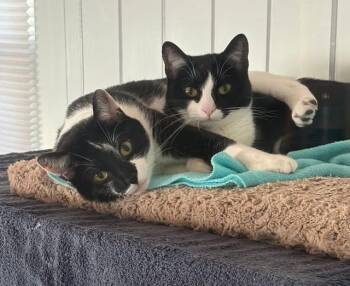 Mandy & Stewart -  Domestic Short Hair Cat for Adoption in Peterborough, New Hampshire - Mandy & Stewart | PetCurious