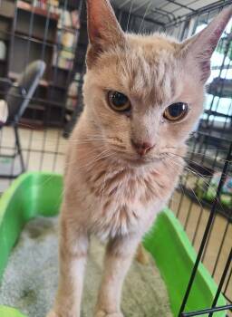 Domestic Short Hair Cats Available for Adoption - Buff Female | PetCurious
