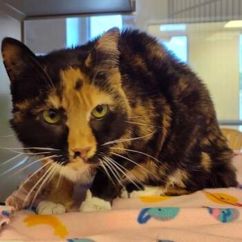 Tortoiseshell Cats Available for Adoption in Cedar Rapids, Iowa - Buttermilk | PetCurious
