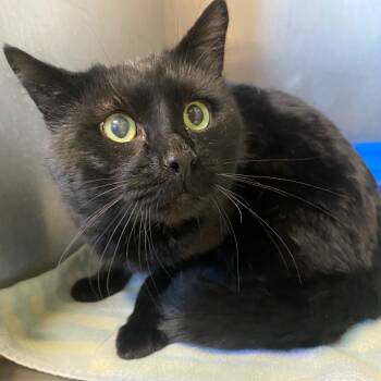 Rescue Domestic Short Hair Cats for Adoption in Fall River, Massachusetts - Charcoal | PetCurious