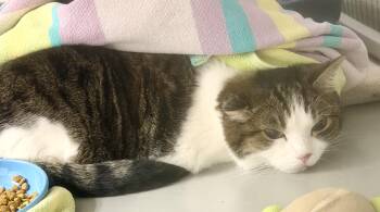 Rescue Domestic Short Hair Cats for Adoption in Medfield, Massachusetts - Betsy | PetCurious