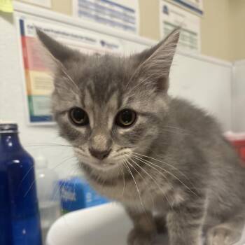 Macaw -  Domestic Short Hair Cat for Adoption in Tulsa, Oklahoma - Macaw | PetCurious