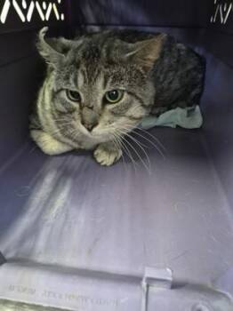 Toz -  Domestic Short Hair Cat for Adoption in Simcoe, Ontario - Toz | PetCurious