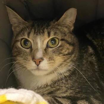 Domestic Short Hair Cats Available for Adoption in Richmond, Virginia - Oliver | PetCurious