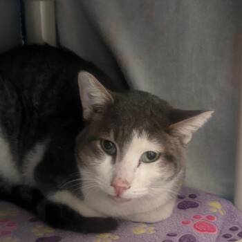 Domestic Short Hair Cats Available for Adoption - Hooptie | PetCurious