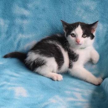 Domestic Short Hair Cats Available for Adoption in Eureka, California - Cappuchino | PetCurious