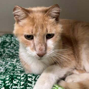 Nacho Libre -  Domestic Short Hair Cat for Adoption in Dearborn, Michigan - Nacho Libre | PetCurious