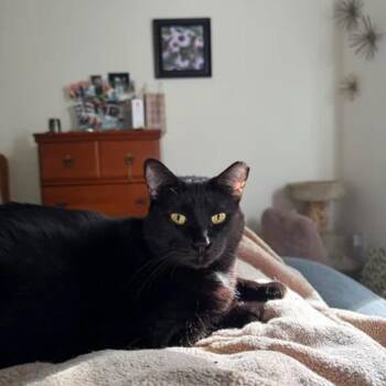 Bob -  Domestic Short Hair Cat for Adoption in Smyrna, Georgia - Bob | PetCurious