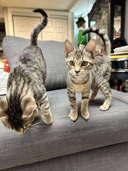 Rescue Domestic Short Hair Cats for Adoption in Winslow Township, New Jersey - Emerald | PetCurious