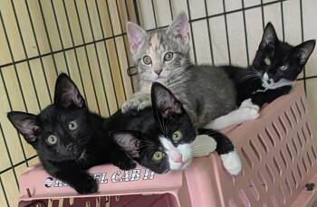 Chelsea -  Domestic Short Hair Cat for Adoption in Louisa, Virginia - Chelsea | PetCurious