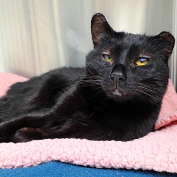 Jack -  Domestic Short Hair Cat Available for Adoption in Michigan City, Indiana - Jack | PetCurious