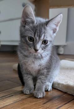 Tabby and Russian Blue Cats Available for Adoption in Bow, Washington - Chip | PetCurious