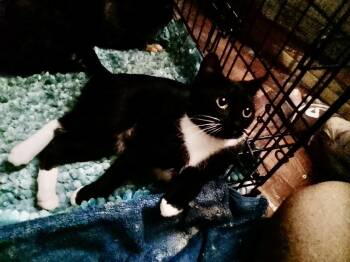 Holly -  Domestic Short Hair Cat for Adoption in Oviedo, Florida - Holly | PetCurious