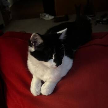 Canada -  Domestic Short Hair Cat for Adoption in Greensboro, North Carolina - Canada | PetCurious