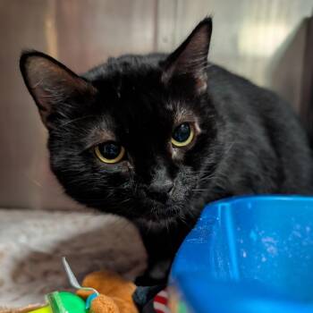 Tilcayo -  Domestic Medium Hair Cat for Adoption in Titusville, Florida - Tilcayo | PetCurious