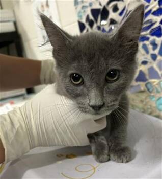 IRVING -  Domestic Short Hair Cat for Adoption in Pensacola, Florida - IRVING | PetCurious
