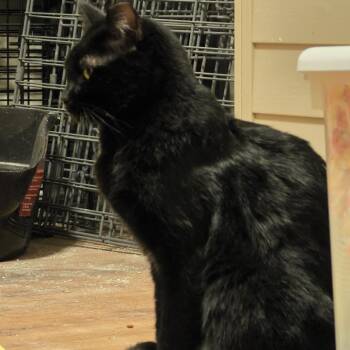 Anubis -  Domestic Short Hair Cat for Adoption in Grantsville, Utah - Anubis | PetCurious
