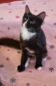 Rescue Domestic Medium Hair Cats for Adoption in Greensburg, Pennsylvania - Nelson | PetCurious