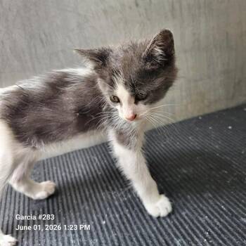 Domestic Short Hair Cats Available for Adoption in San Antonio, Texas - BELLE | PetCurious