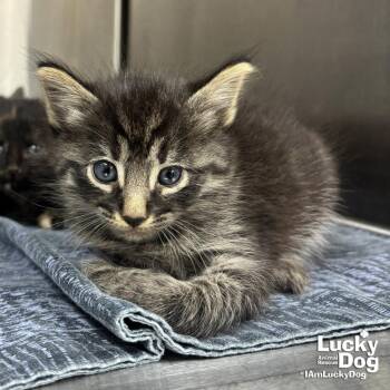 Domestic Medium Hair Cats Available for Adoption in Washington, District Of Columbia - Cannoli | PetCurious