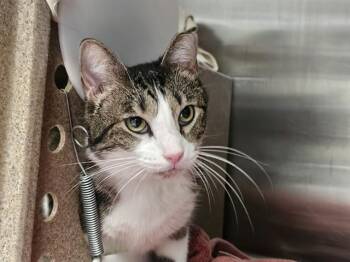 MABEL -  Domestic Short Hair Cat for Adoption in Pueblo, Colorado - MABEL | PetCurious