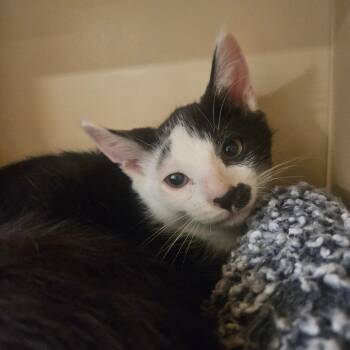 Corn Chip -  Domestic Short Hair Cat for Adoption in Grantsville, Utah - Corn Chip | PetCurious