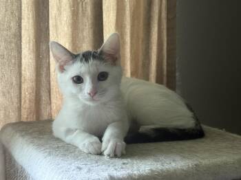 Lizzie -  Domestic Short Hair Cat for Adoption in Fenton, Missouri - Lizzie | PetCurious