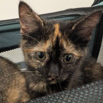 Louise -  Domestic Medium Hair Cat for Adoption in Winston-salem, North Carolina - Louise | PetCurious