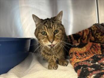 Domestic Short Hair Cats Available for Adoption in Santa Fe, New Mexico - GAIA | PetCurious