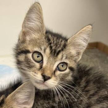 Mimi -  Domestic Long Hair and Domestic Short Hair Cat Available for Adoption in Voorhees Township, New Jersey - Mimi | PetCurious