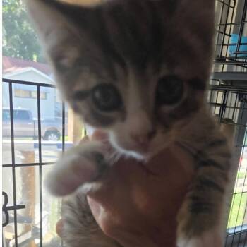 Rizz -  Domestic Short Hair Cat for Adoption in Edwardsville, Illinois - Rizz | PetCurious