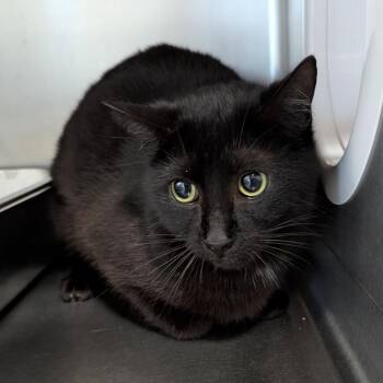 Domestic Short Hair Cats Available for Adoption - Panda | PetCurious