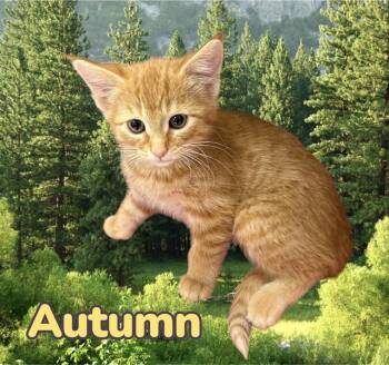 Domestic Short Hair Cats Available for Adoption in Visalia, California - AUTUMN | PetCurious