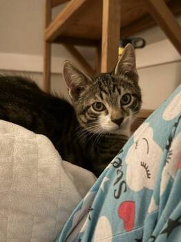 Bill & Ted -  Domestic Short Hair Cat for Adoption in Herndon, Virginia - Bill & Ted | PetCurious