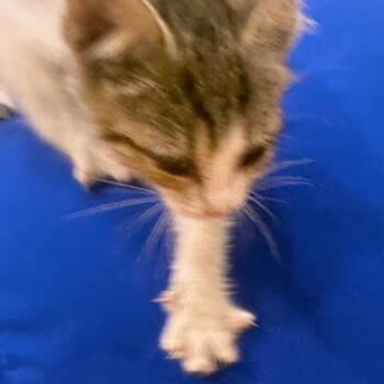Ketchup -  Domestic Short Hair Cat Available for Adoption in Winston-salem, North Carolina - Ketchup | PetCurious